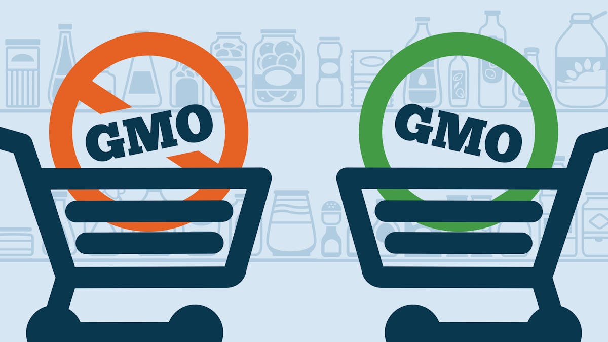 are-gmos-good-or-bad